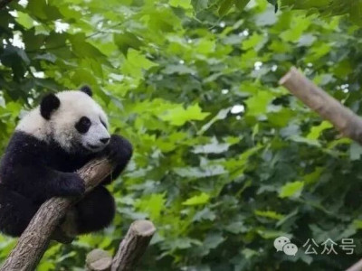 『熊猫家园·大熊猫主题游线』发布！前方到站都江堰！