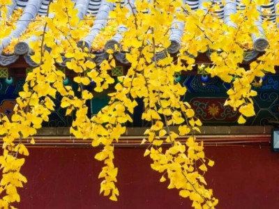 美景回望：泰山银杏靓金秋