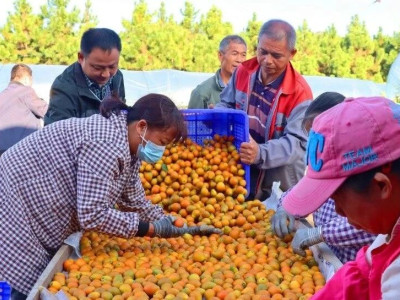 【在希望的田野上】“桔”时到，迎丰收，笑开颜：平安镇土陂村脆蜜金桔采摘忙