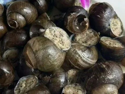 在实验室中“烹饪”这道桂林传统美食，竟拿下了金奖！