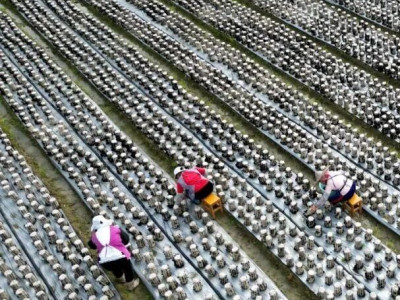 抢鲜采摘黑木耳  活用闲田添富路