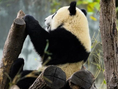 熊猫大百科丨大熊猫栖息地有哪些伴生动物？