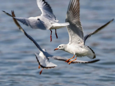 洛阳周边免费好去处！藏在陆浑湖的冬日色彩，一眼心动！