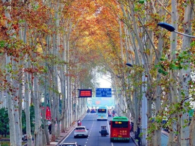 今天下班就去逛！洛阳这7条宝藏马路，太有含金量！