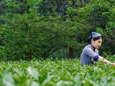 《四川农村日报》专版聚焦峨眉雪芽：一片叶子，富了村民绿了峨眉
