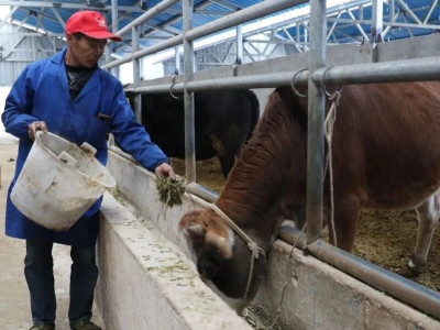 独峒小黄牛 产业促增收