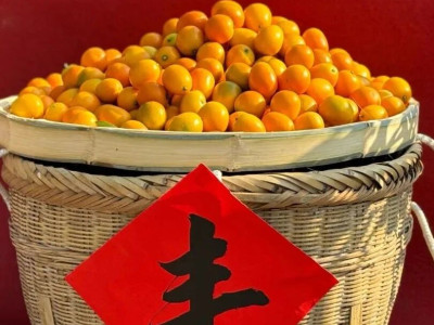 阳朔金桔——“世有金丹，桔生阳朔”