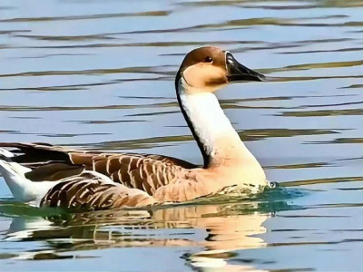 这个濒危物种首次现身玄武湖！《鸿雁》唱的是它吗？