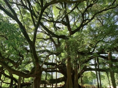 阳朔大榕树升级归来，重新开园！