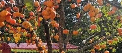 好吃好玩！大批游客纷纷打卡桂林这个村