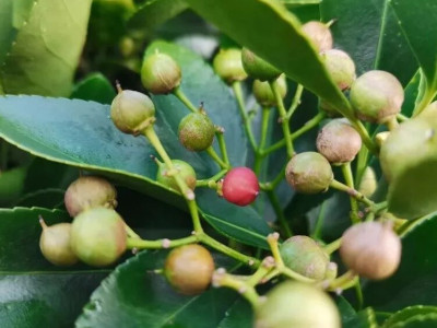 【草木葳蕤】大叶黄杨