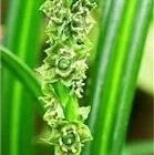 广西猫儿山发现植物新物种：猫儿山开口箭，天门冬科万年青属新成员