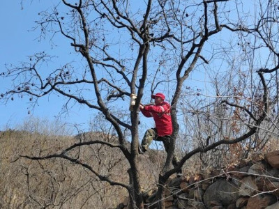 巴山管理区悬挂人工鸟巢 助力生态保护