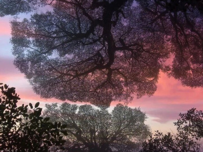 猫儿山文化IP故事集：一吻千年