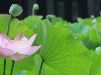 《宝光寺楹联详解》之大雄宝殿篇（四）