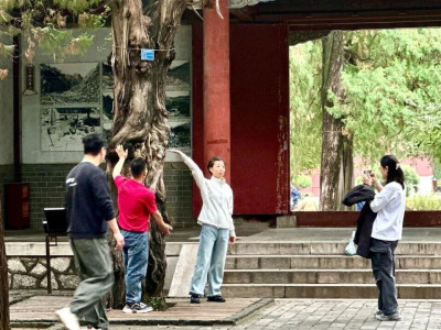 岱庙焕新｜奇石古柏述传说 唐槐古院展新颜