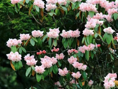 羌族羊角花来历传说：阿巴木比塔造人与羌族起源神话