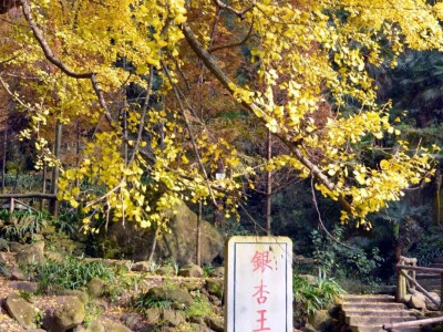 入选国家级名录！成都这棵千年银杏美如画~