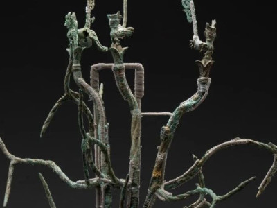 神话故事里的“扶桑”树找到了