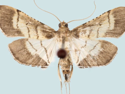 泰山昆虫调查发现山东新记录——泰山纵卷叶野螟