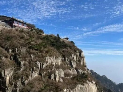 泰山花楸破“孤”成群 见证泰山77载生态蝶变