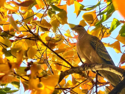 泰山乌桕，初冬“顶流”——这抹“赤于枫”的红，醉染环山路