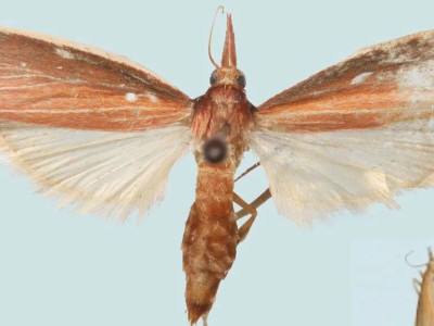 泰山昆虫调查发现中国新记录——泰山美丽幻斑螟