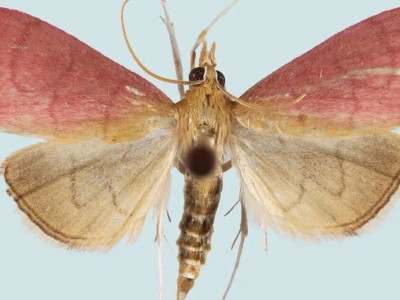 泰山昆虫调查新发现：泰山细突野螟首现山东