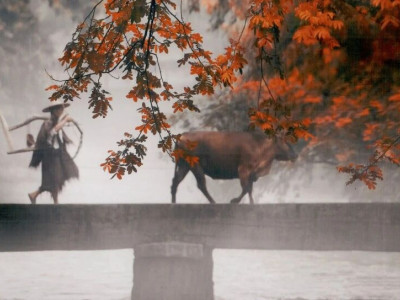 聆听千年回响 | 淳安古树，活着的历史见证者