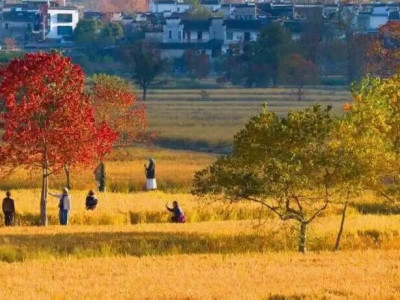 共祝申遗成功25周年 | 四大景区携手联动——西递、宏村