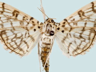 泰山昆虫调查再次发现中国新纪录——泰山基点褐环野螟