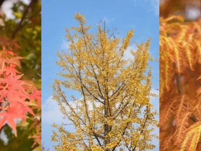 天气预报晴晴晴，周末就来东安湖欣赏红橙黄之美~