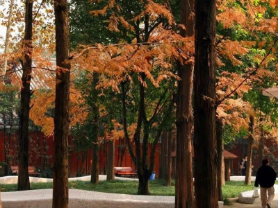 成都动物园美景暴击！萌兽+秋色双重治愈，逛到不想走🤩