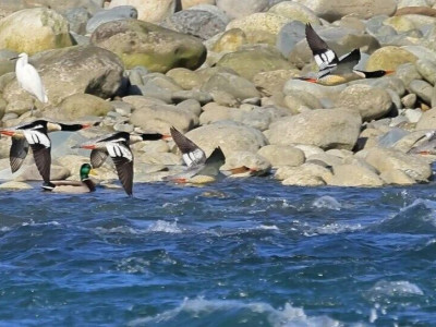 刷爆朋友圈！连续5年，中华秋沙鸭飞抵都江堰越冬~