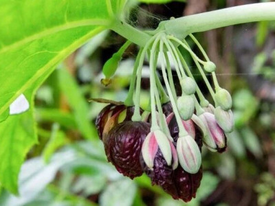 贵州发现植物新物种“习水八角莲”，研究成果发表于国际期刊