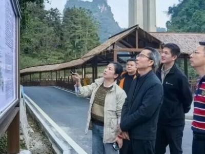 张学强调研大新老木棉景区与靖西古龙山通灵大峡谷景区