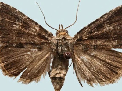 泰山发现白首瘤蛾：山东昆虫新记录第6种，玉泉寺昆虫多样性调查成果