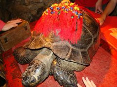 游吃娱住在芦笛