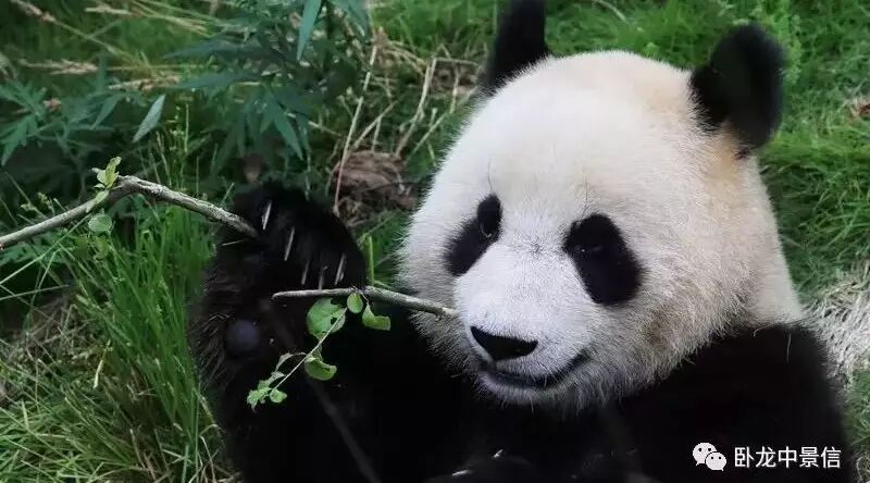 【熊猫知识】大熊猫的食物