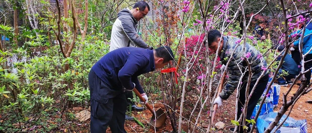 拥抱春天 播种绿色 ——芦笛景区增添缤纷色彩