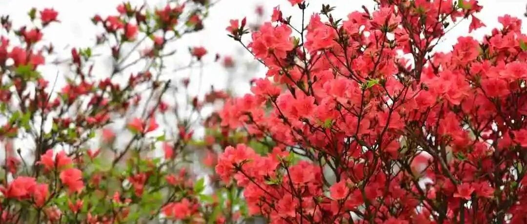 赏花好去处，桂林龙胜杜鹃花开待君来