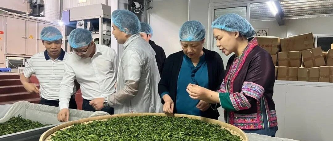 匠心传承  以茶富民——记2023年“柳州工匠”陈婉仪
