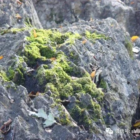 岩石上的小生命：苔藓与藻类