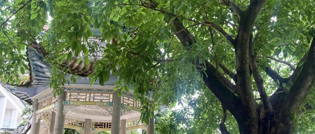 亭前摇筏，来“福”古镇