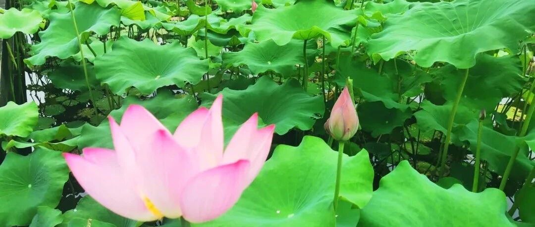 园博园鼠尾草、马鞭草、荷花开了！速来，出大片啦！