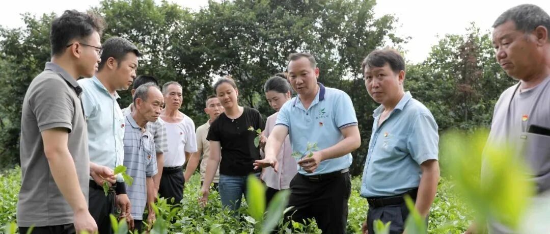三江侗兴源公司：倾情帮扶茶业旺  村企抱团富路宽