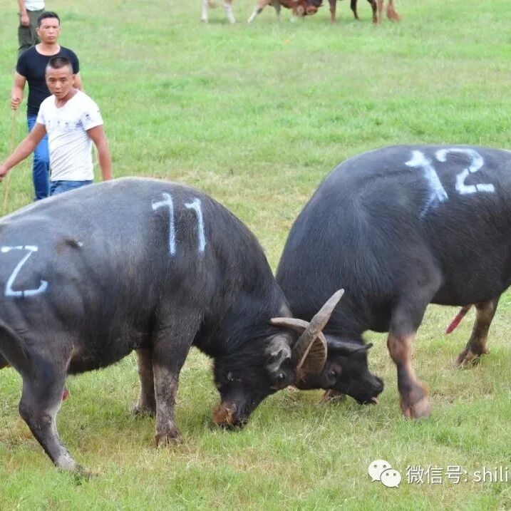 为荣誉而战——石林撒尼人的斗牛