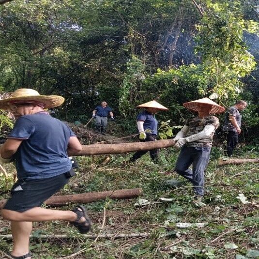 【旅股党旗红】贺州温泉公司党员干部与骨干联合行动共筑美丽园区