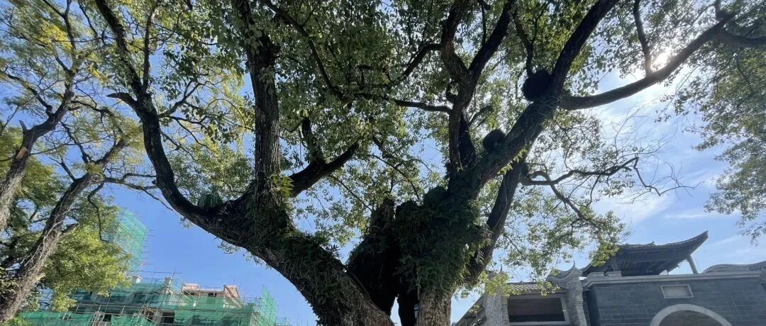 桂林古树名木摄影大赛结果出炉！一起来看→