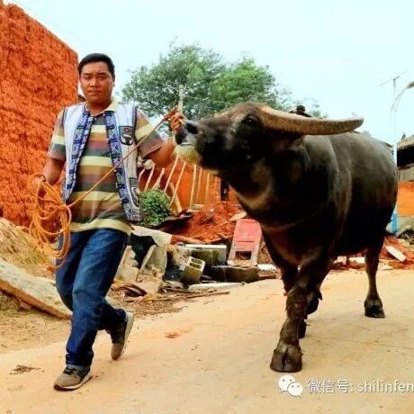 有故事：高绍忠和他的“牛战士”
